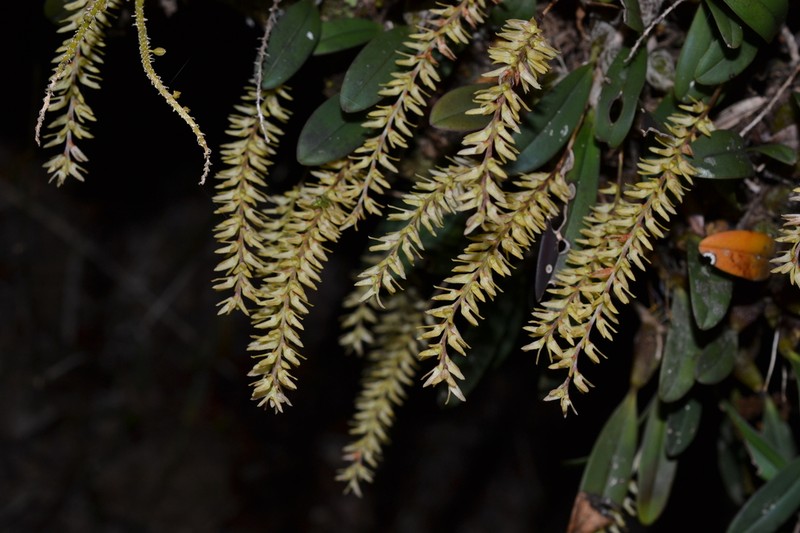 Bulbophyllum leptostachyum photo 3