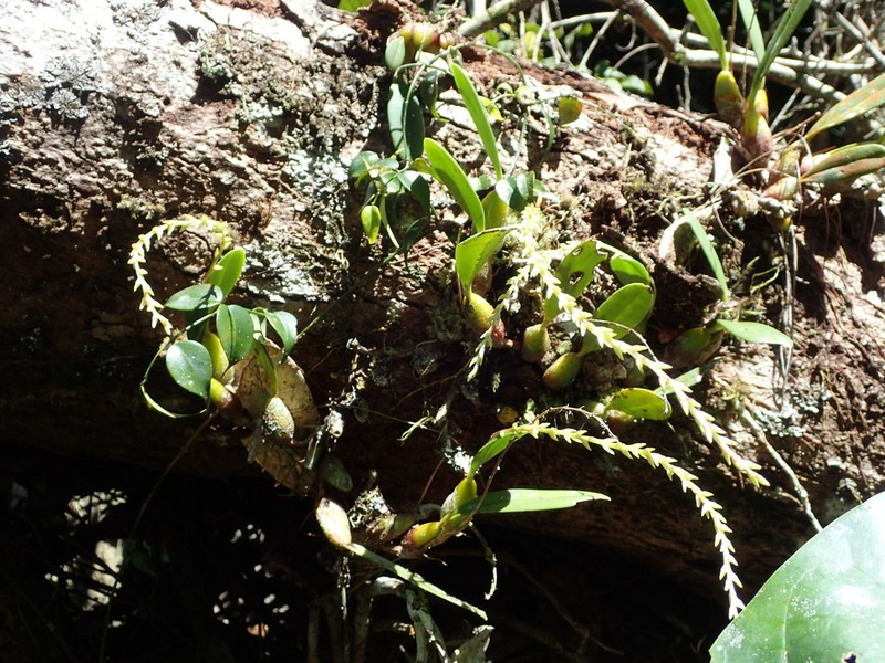Bulbophyllum leptostachyum photo 4