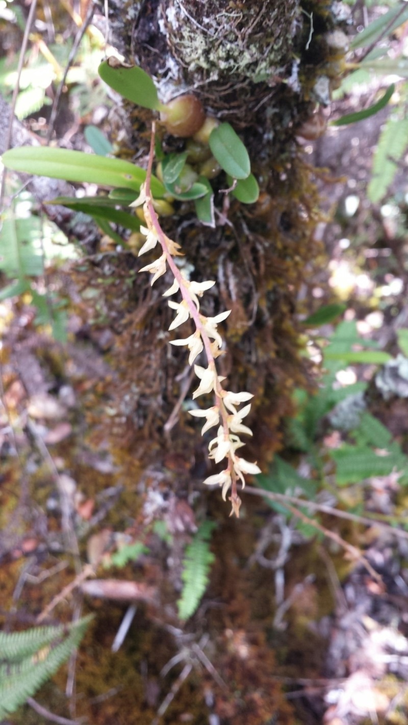 Bulbophyllum leptostachyum photo 5