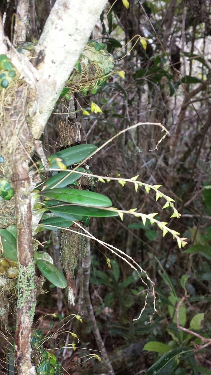 Bulbophyllum leptostachyum photo 6