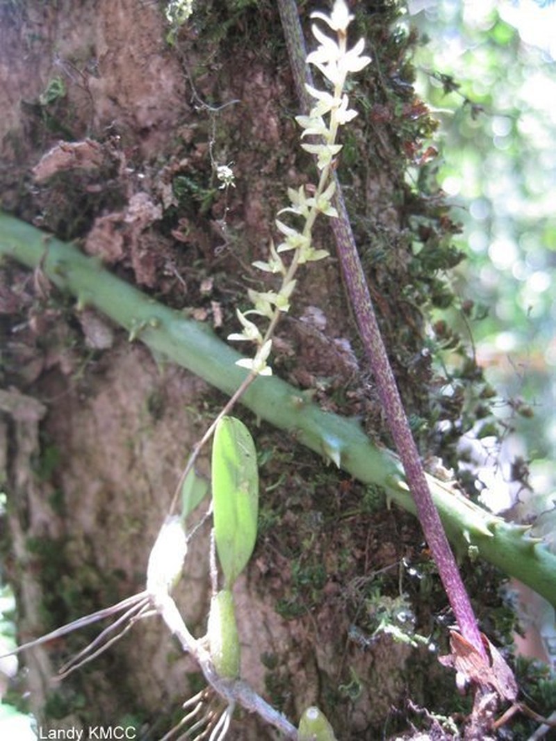 Bulbophyllum leptostachyum photo 7