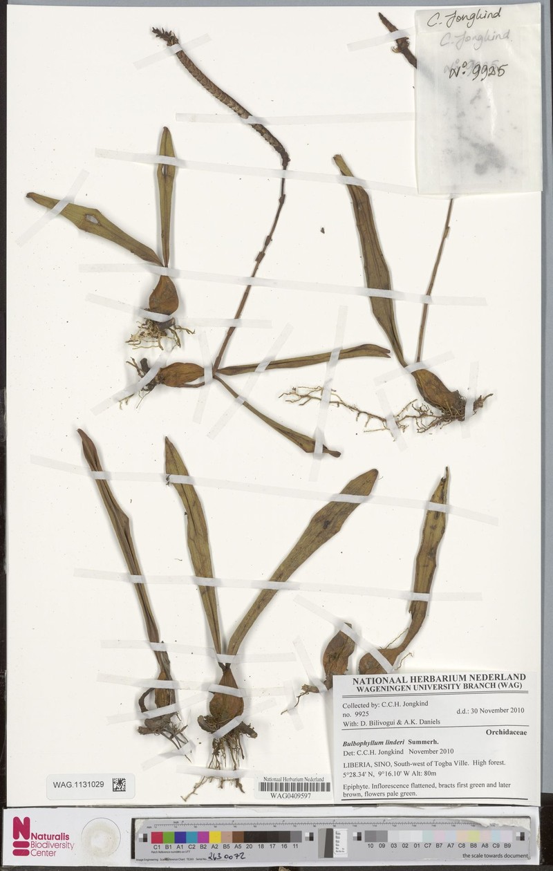Bulbophyllum leucorhachis photo 2