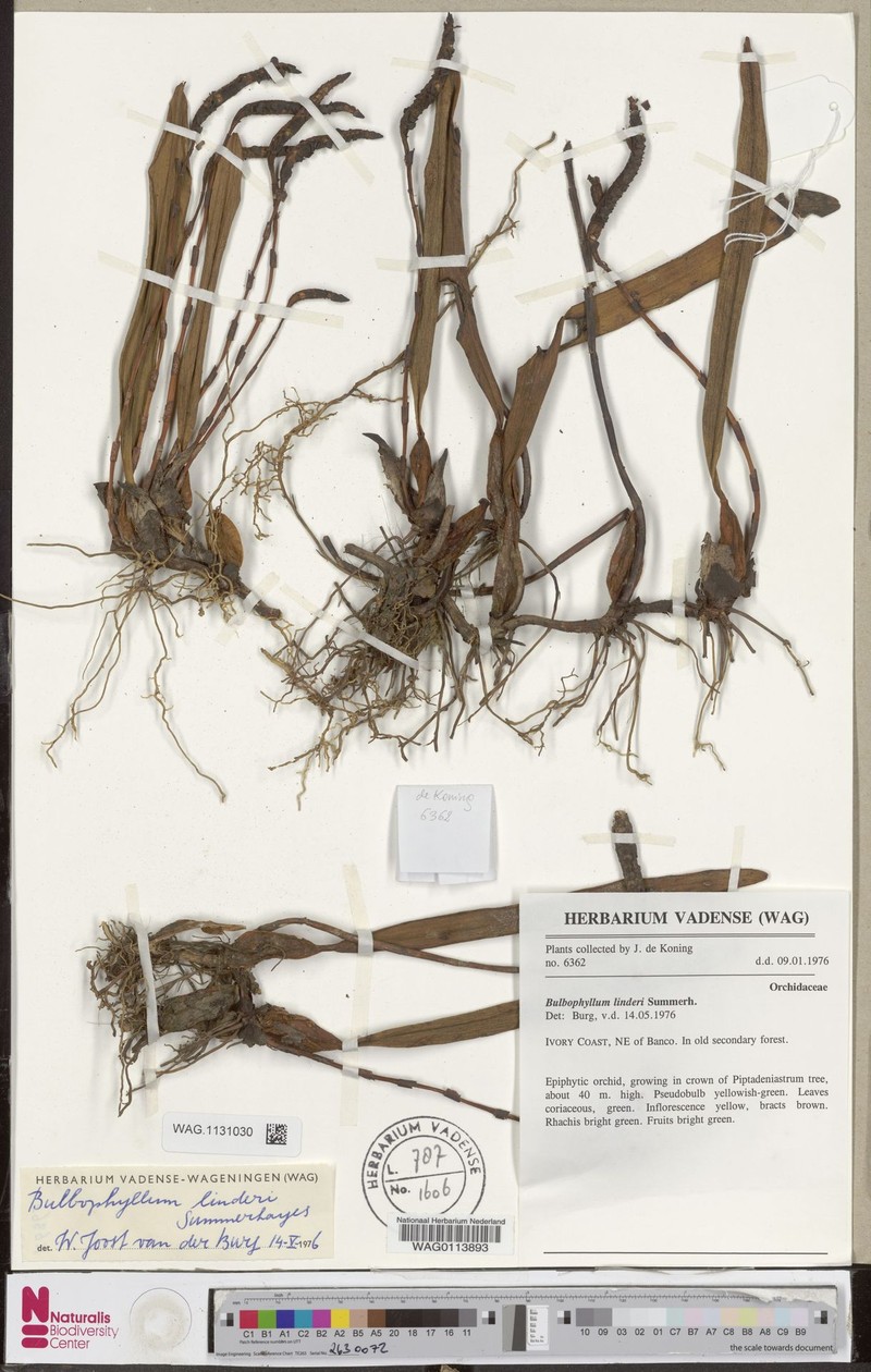 Bulbophyllum leucorhachis photo 3