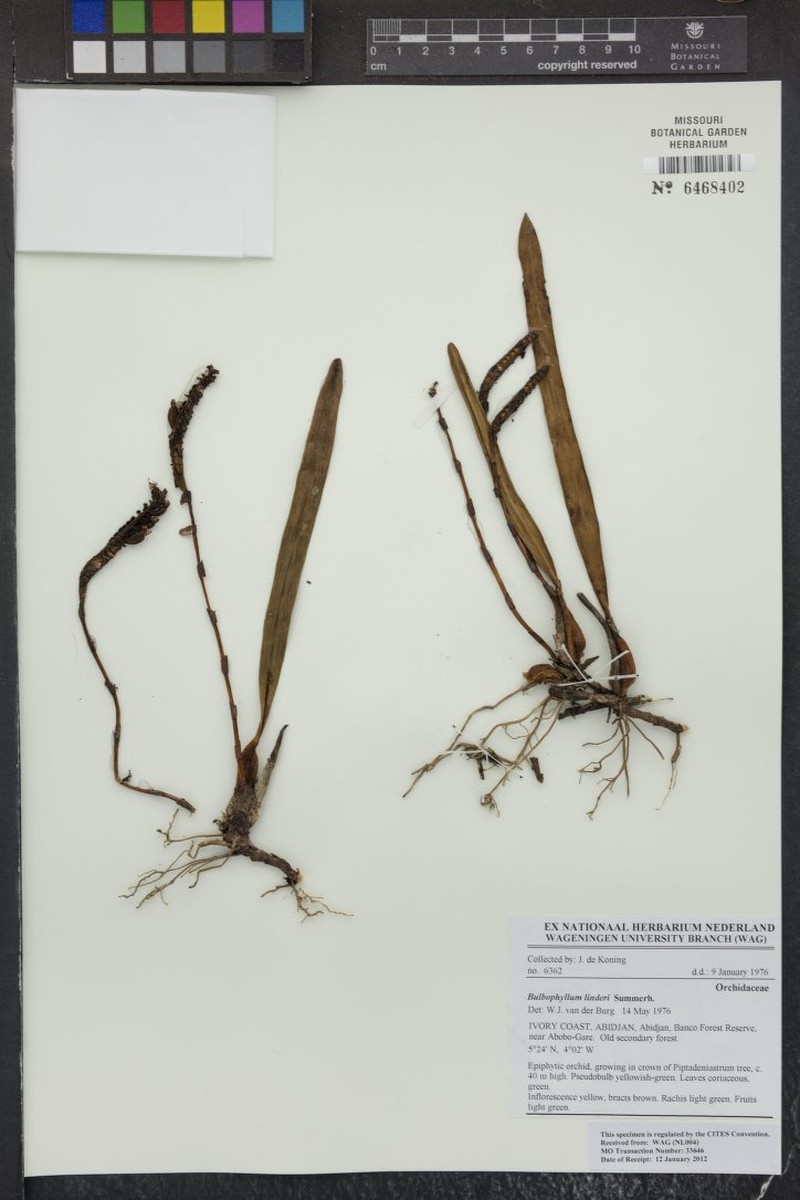 Bulbophyllum leucorhachis photo 4