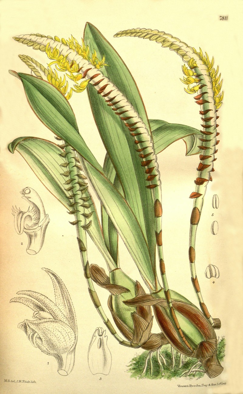 Bulbophyllum leucorhachis