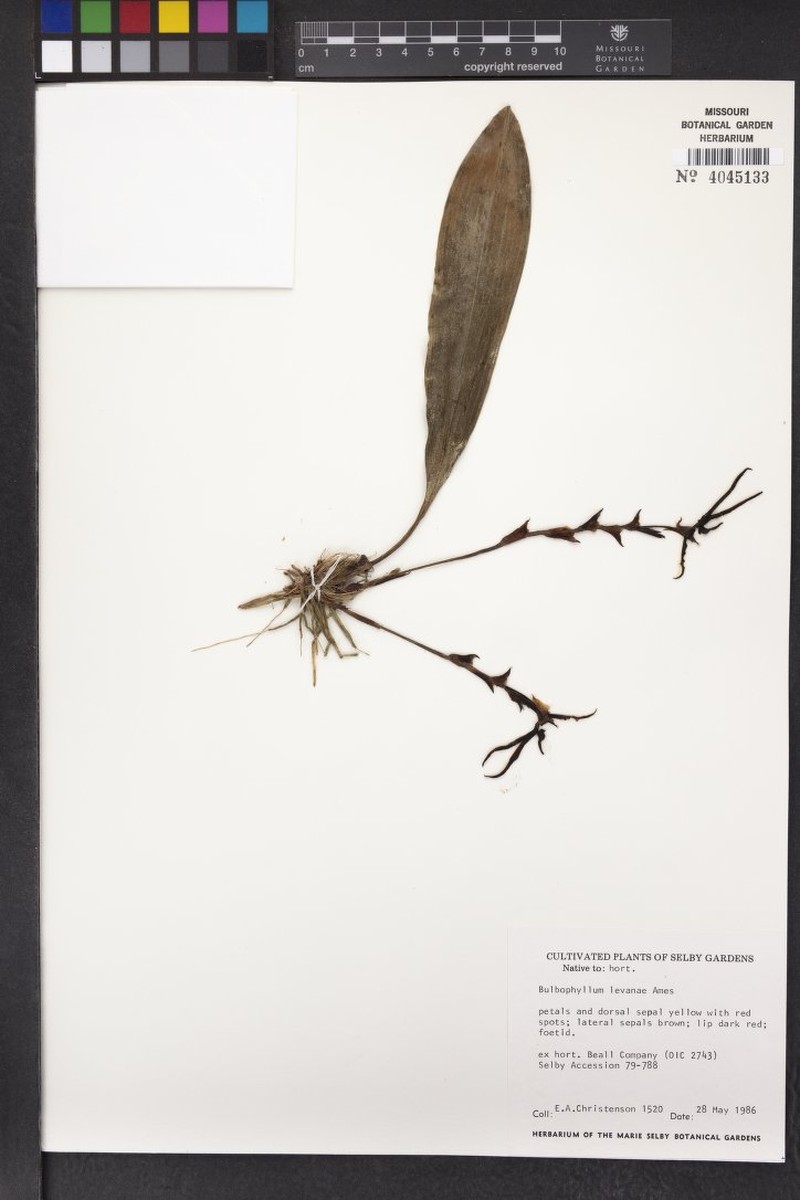 Bulbophyllum levanae photo 2