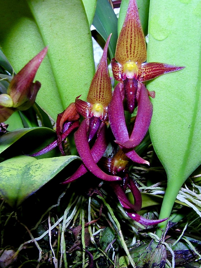 Bulbophyllum levanae photo 3