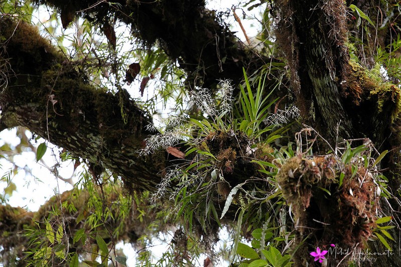 Bulbophyllum levatii