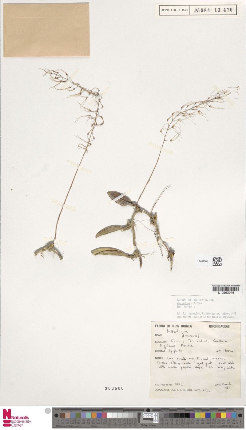Bulbophyllum levatii photo 2