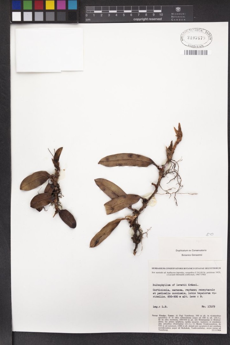 Bulbophyllum levatii photo 3