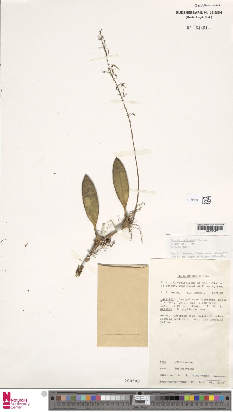 Bulbophyllum levatii photo 4
