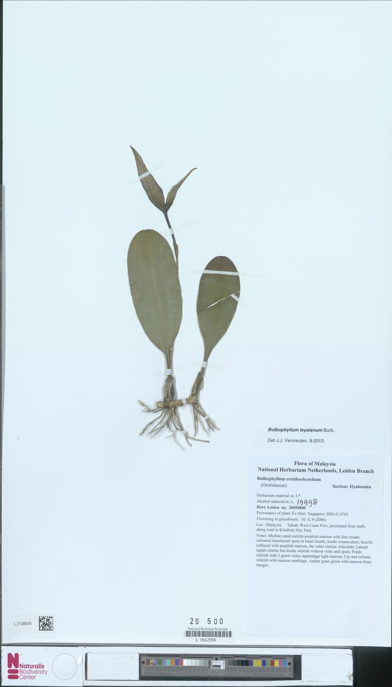 Bulbophyllum leysianum