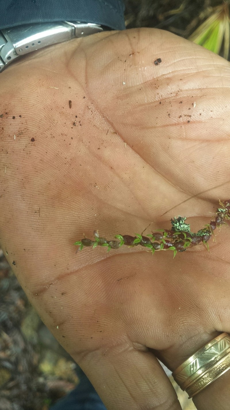 Bulbophyllum lichenophylax
