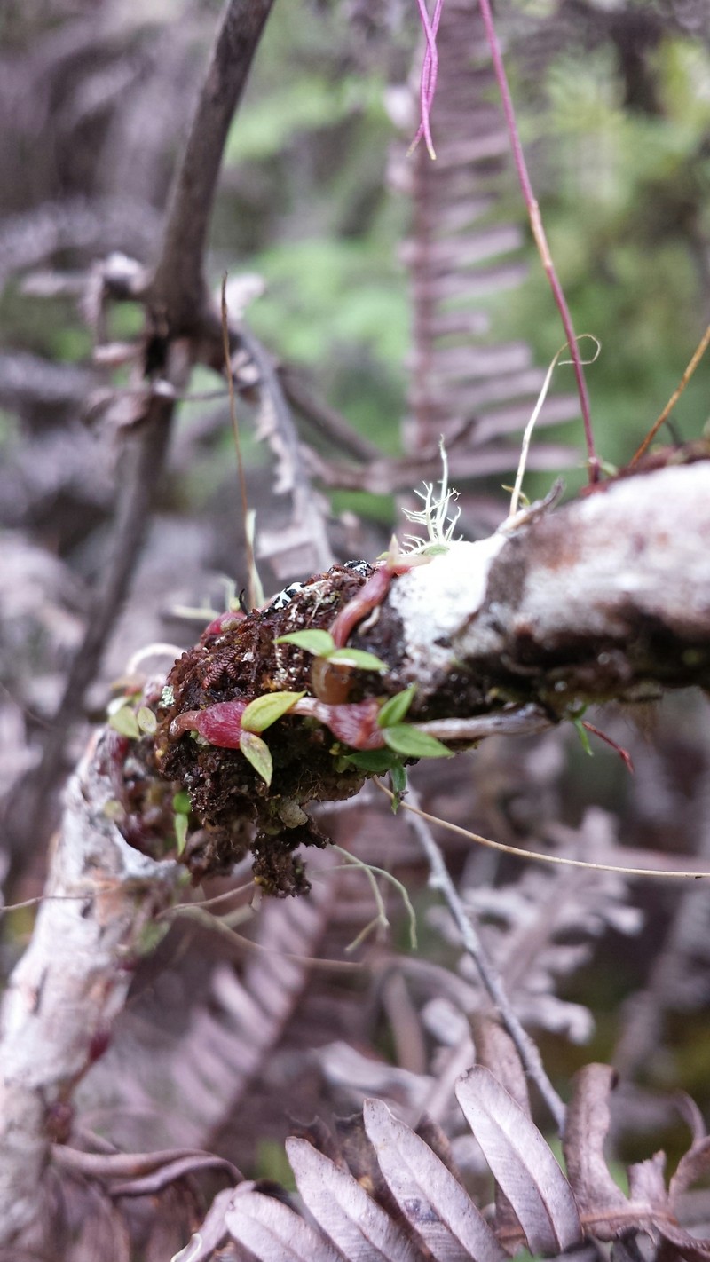 Bulbophyllum lichenophylax photo 4
