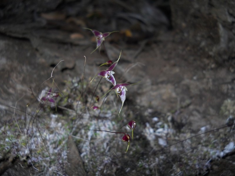 Bulbophyllum lichenophylax photo 5