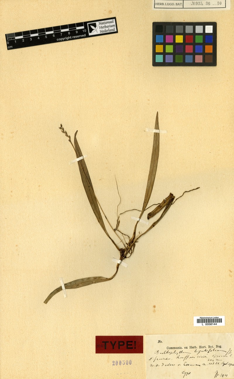 Bulbophyllum ligulifolium