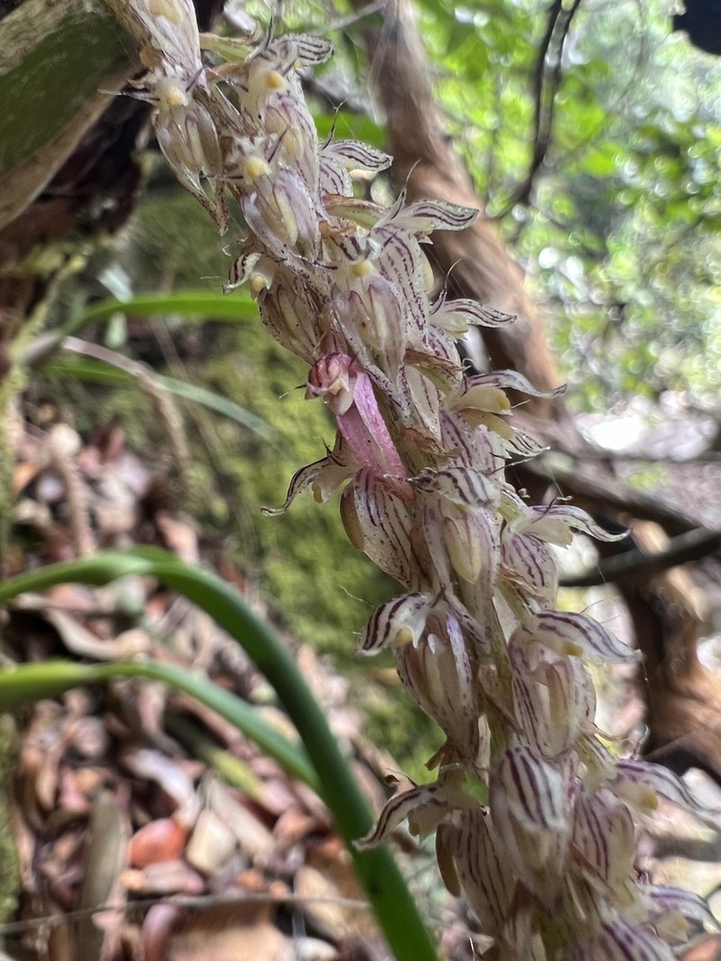 Bulbophyllum lilacinum photo 2
