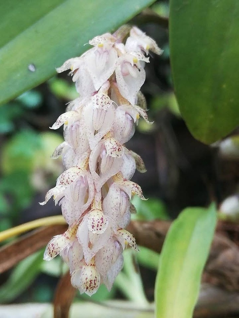 Bulbophyllum lilacinum photo 3