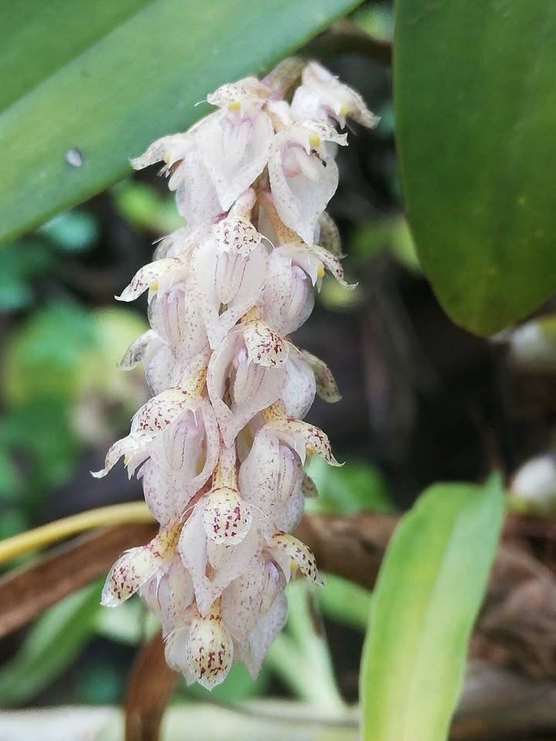 Bulbophyllum lilacinum photo 4