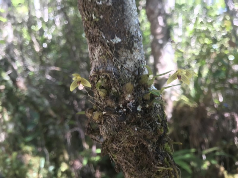 Bulbophyllum lilianae