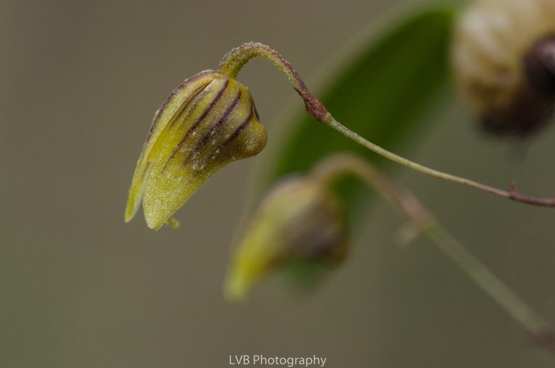 Bulbophyllum lilianae photo 2