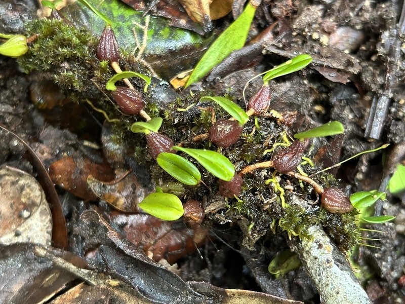 Bulbophyllum lilianae photo 3