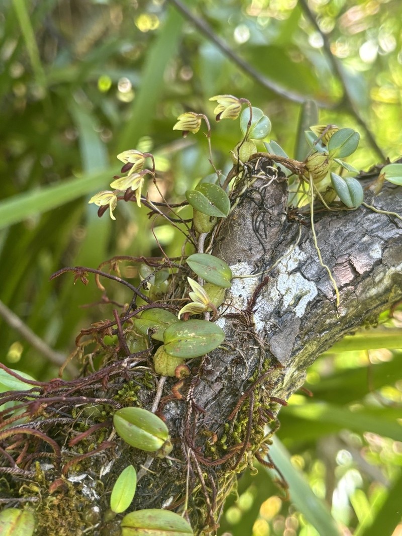 Bulbophyllum lilianae photo 5