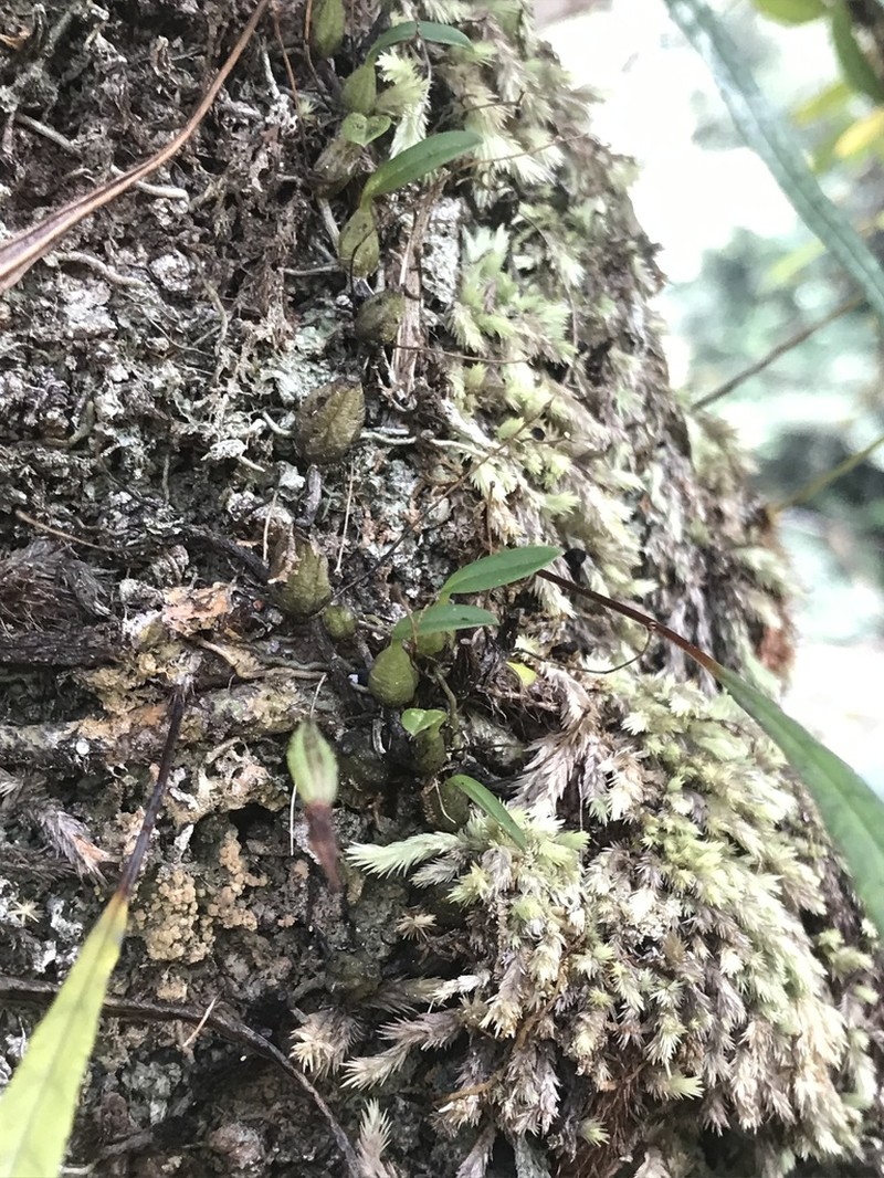 Bulbophyllum lilianae photo 6