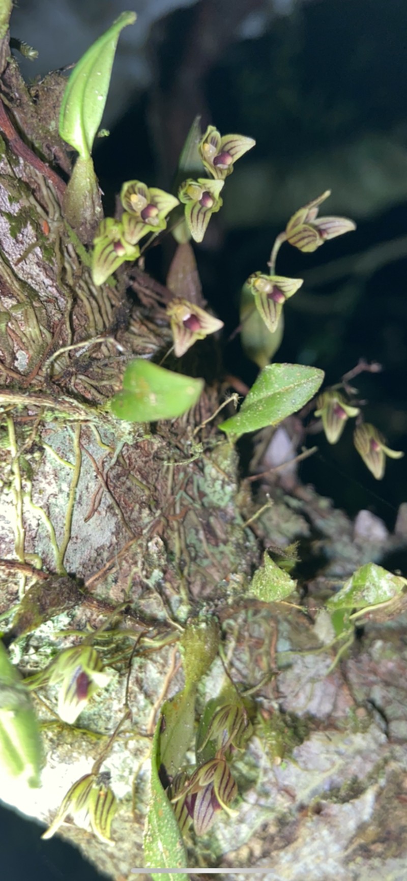 Bulbophyllum lilianae photo 7