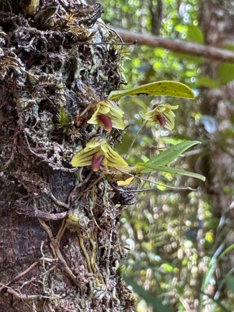 Bulbophyllum lilianae photo 8