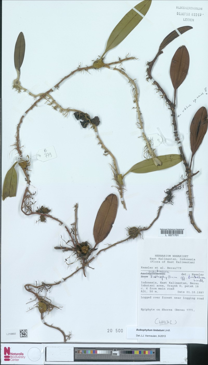 Bulbophyllum limbatum