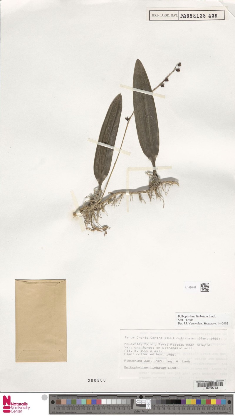 Bulbophyllum limbatum photo 2