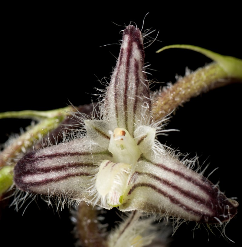 Bulbophyllum lindleyanum photo 2