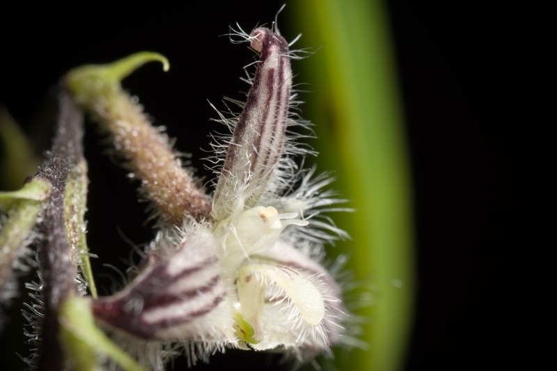 Bulbophyllum lindleyanum photo 3