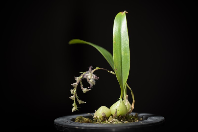 Bulbophyllum lindleyanum photo 4