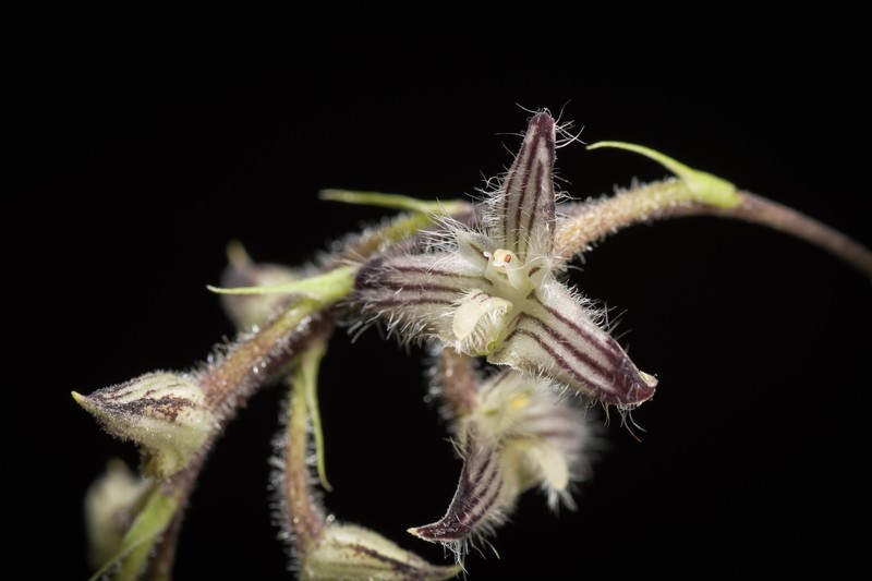 Bulbophyllum lindleyanum photo 5