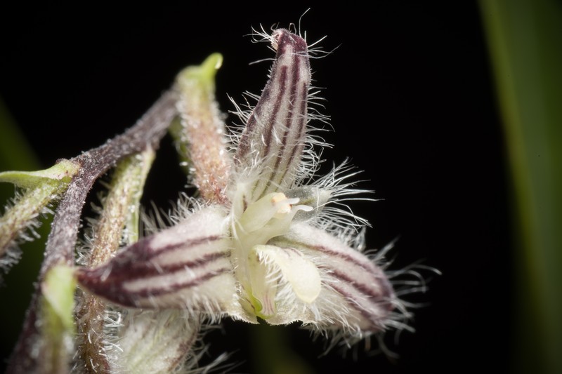 Bulbophyllum lindleyanum photo 6