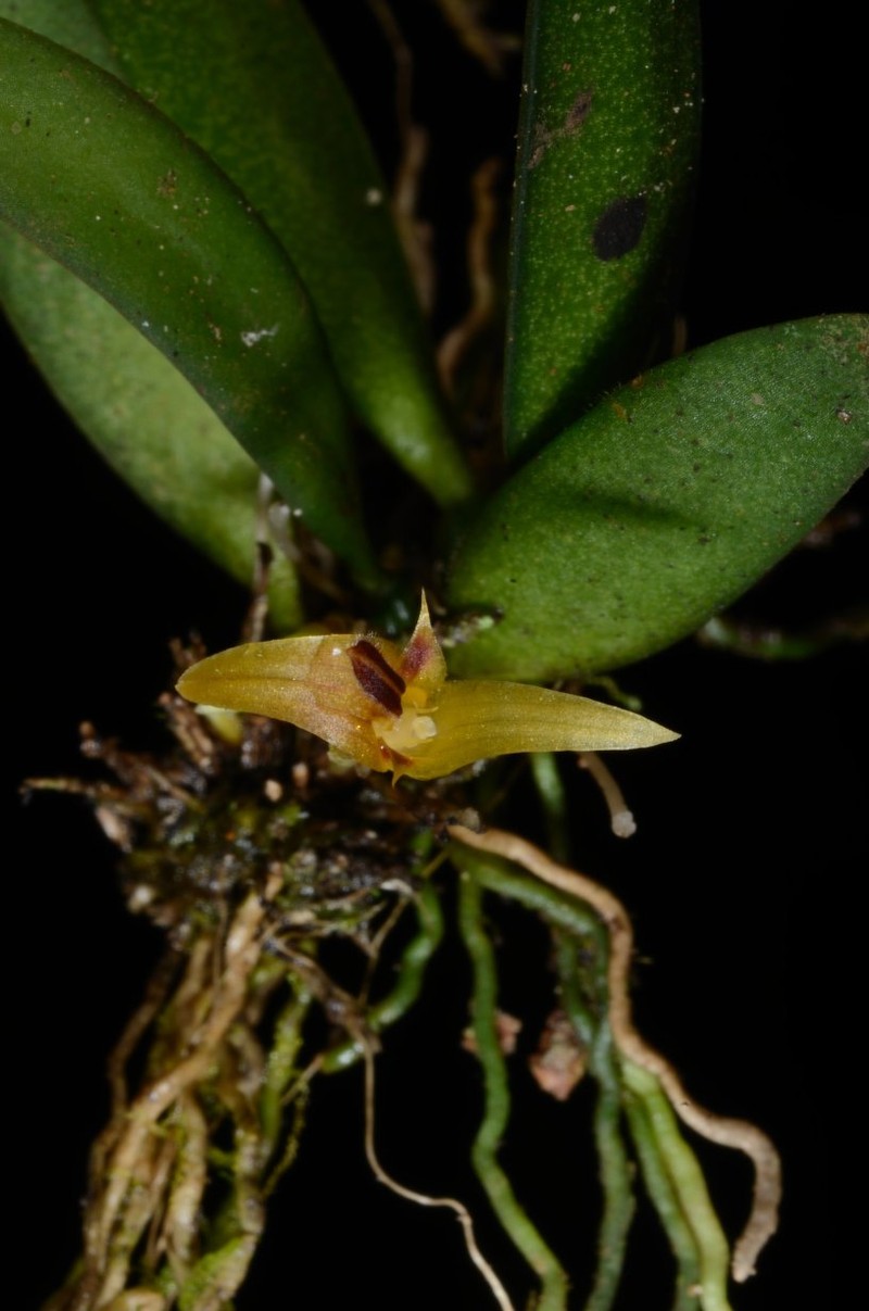 Bulbophyllum lineariflorum