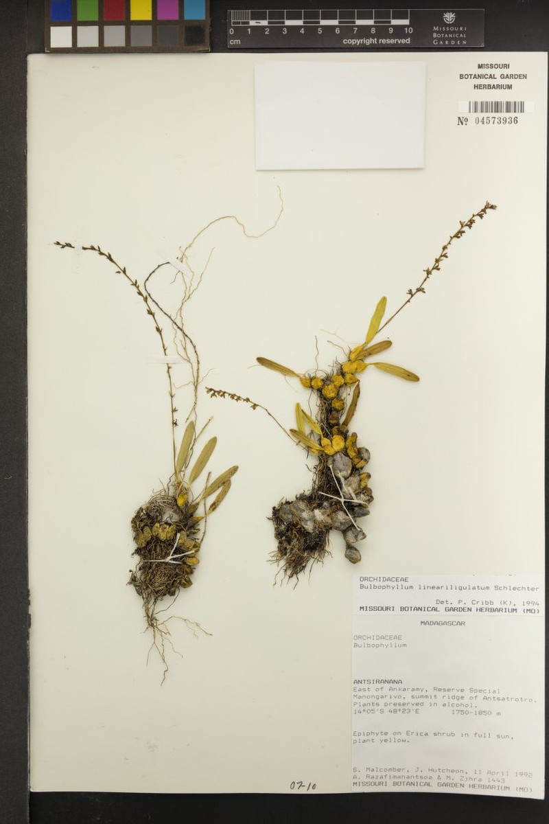 Bulbophyllum lineariligulatum