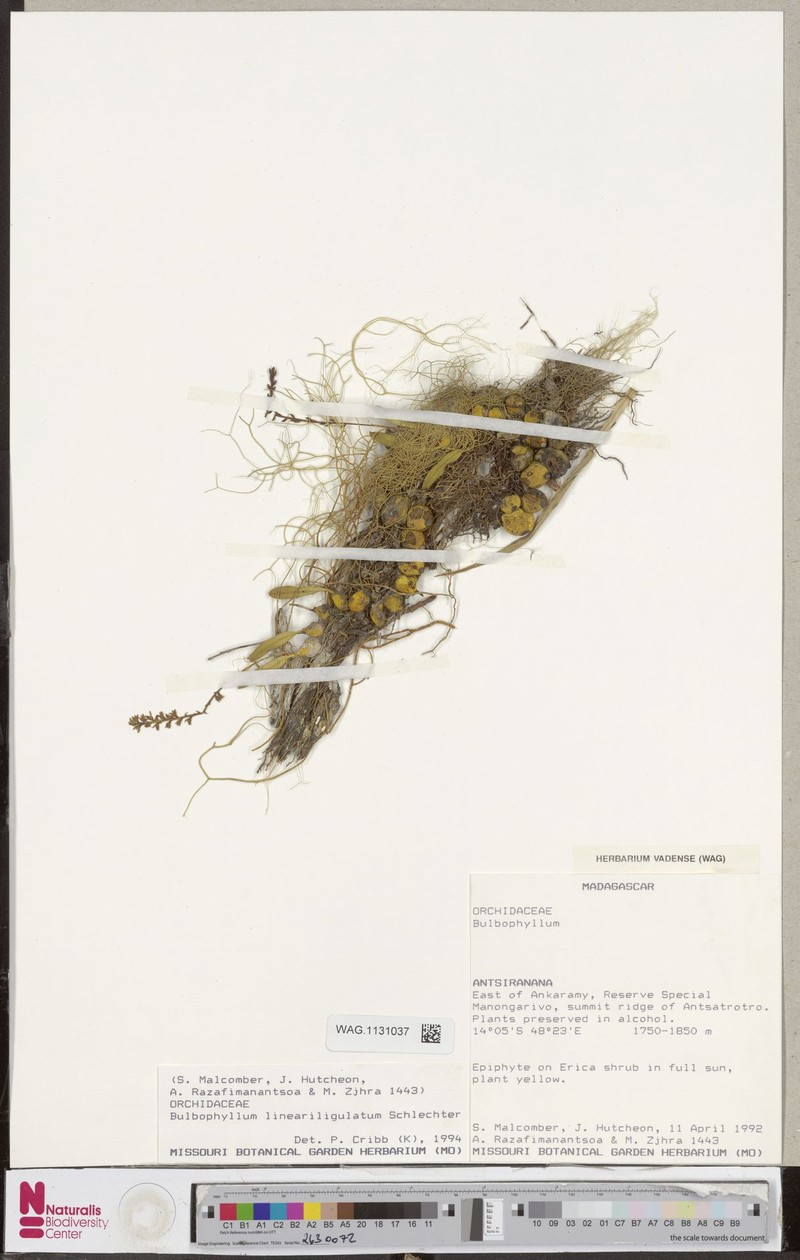 Bulbophyllum lineariligulatum photo 2