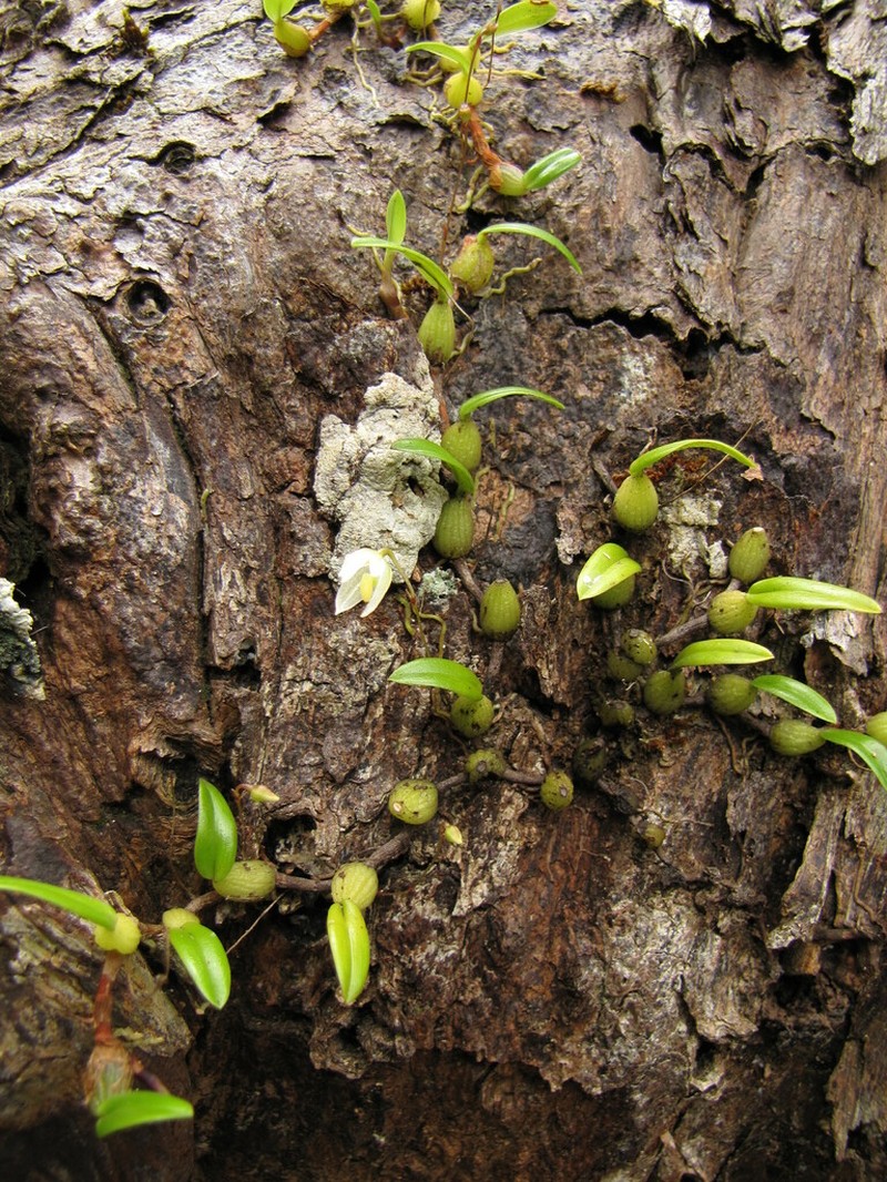 Bulbophyllum lingulatum