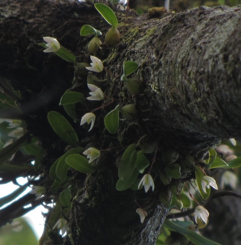 Bulbophyllum lingulatum photo 3