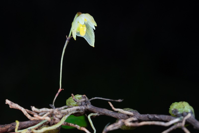 Bulbophyllum lingulatum photo 4