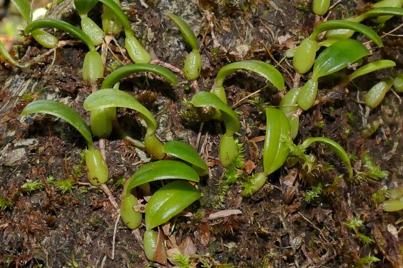 Bulbophyllum lingulatum photo 5