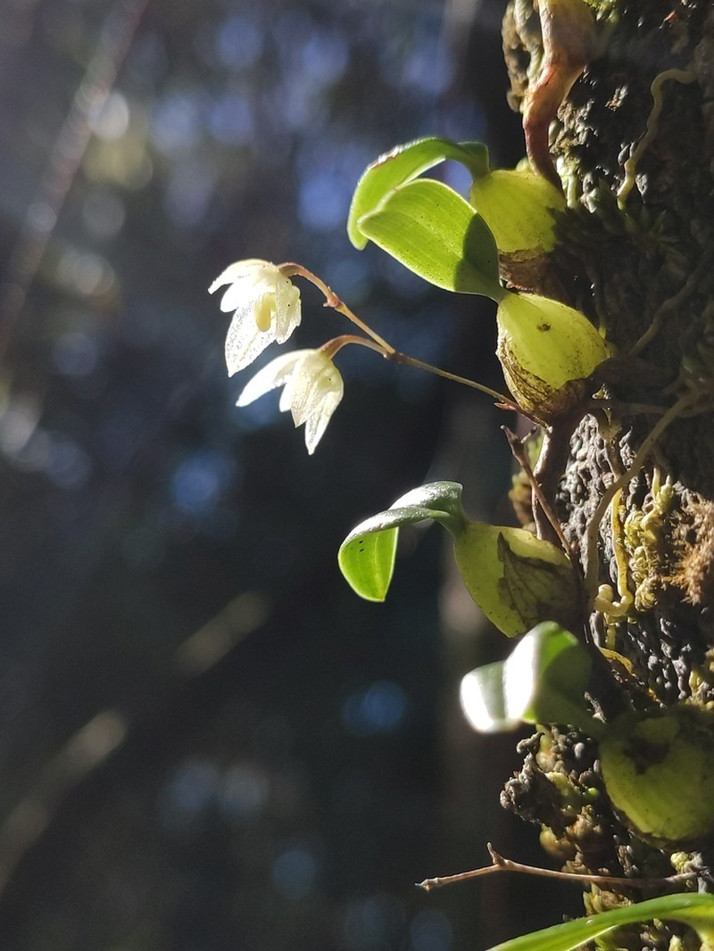 Bulbophyllum lingulatum photo 6