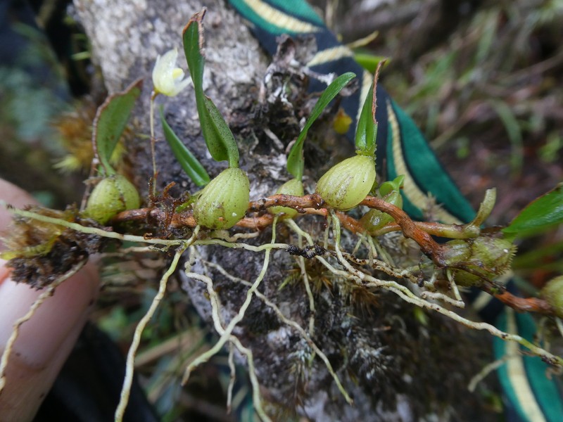 Bulbophyllum lingulatum photo 8