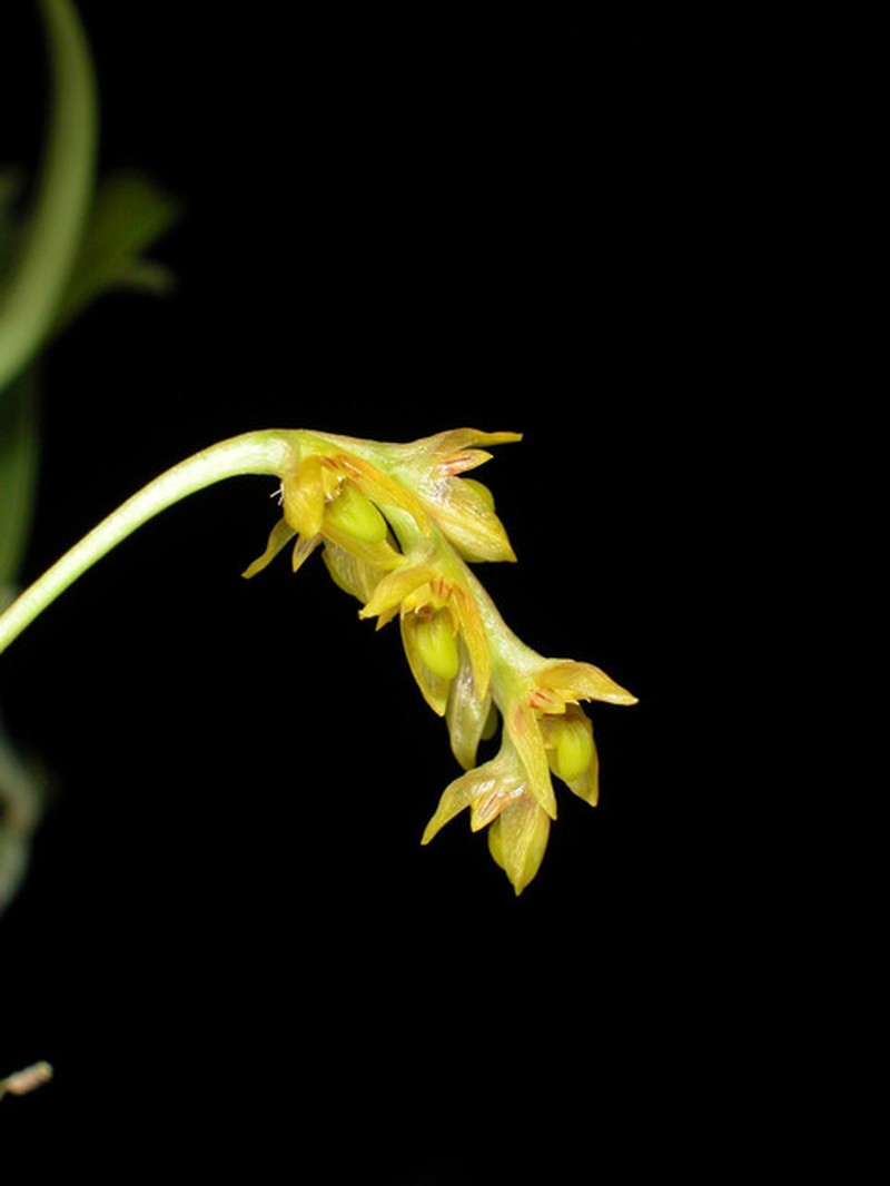 Bulbophyllum liparidioides photo 2