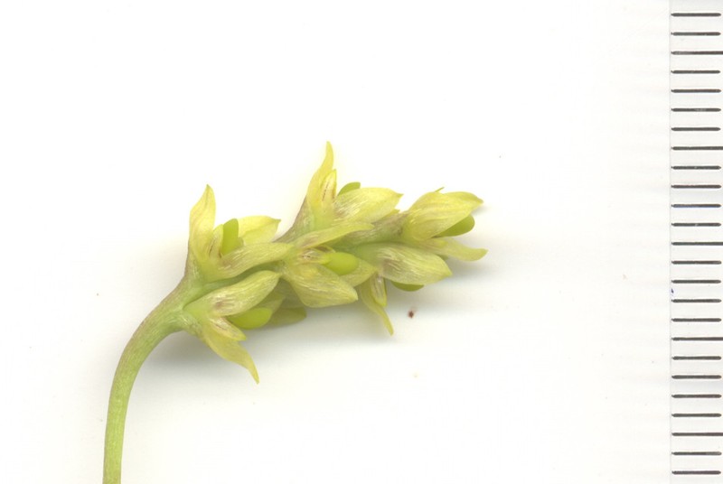 Bulbophyllum liparidioides photo 4