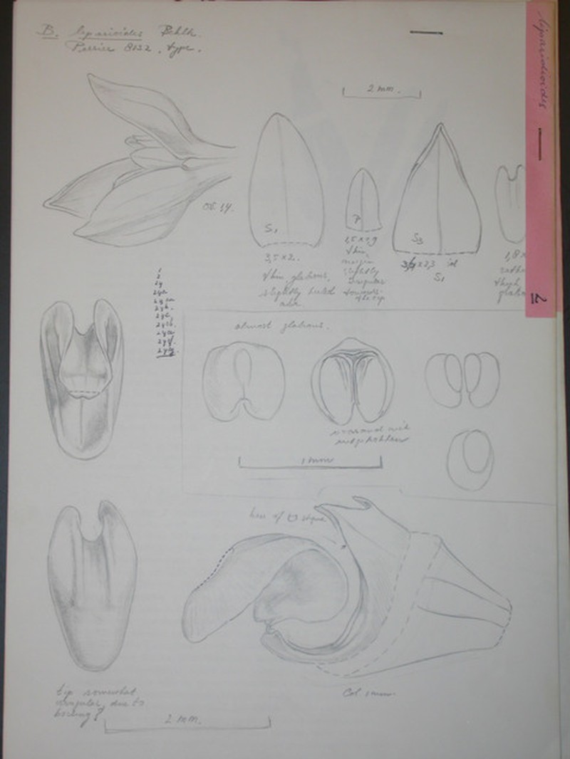 Bulbophyllum liparidioides photo 5