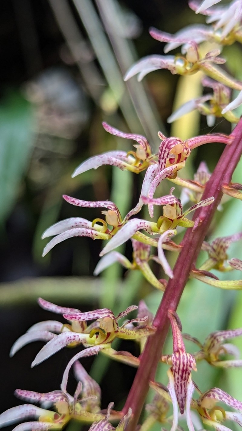 Bulbophyllum lissoglossum